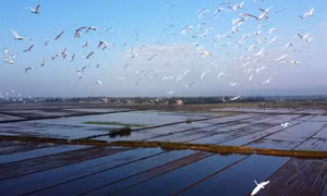 Efforts made to protect wild, migratory birds in Việt Nam