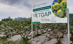 Digitalizing OCOP program attaching to tourism development