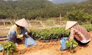 Quang Ninh: Businesses help farmers to plant timber tree forests