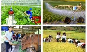 2025 rural, agricultural census to collect data on production, residents 