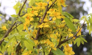 Yellow apricot blossoms in sacred Yen Tu mountain