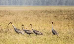 Efforts made to bring back red-crowned cranes from brink of extinction