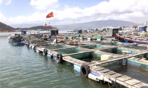 Large potential for mariculture