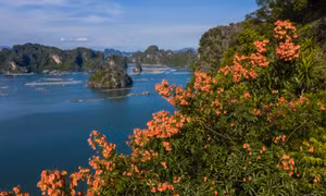 Impressive Bong Moc flowers in Ha Long Bay