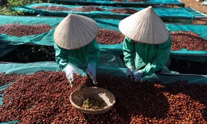 2025 coffee exports hit target, set for record $7.5 billion