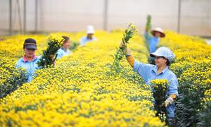 Vietnamese cut flowers to be exported to Australia again