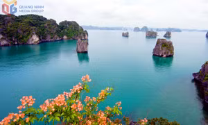 Biodiversity: A “Treasure Trove” for Ha Long Bay Tourism