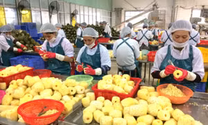Deep processing to develop the local agricultural products