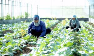 Agricultural sector pushes green growth in 2021-30 action plan