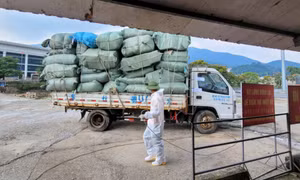 Bac Phong Sinh border gate resumes customs clearance activities