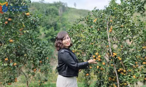 Van Don Orange Festival 2025 - A season of joy in the orchards