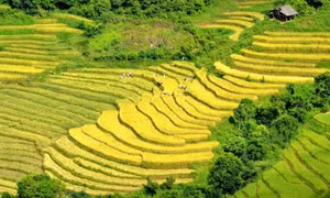 Golden glow of rice terrace fields in Lao Cai