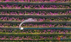 Largest flower village in Ha Long welcomes traders, tourists before New Year 2025