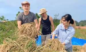 The harvest season on Co To island