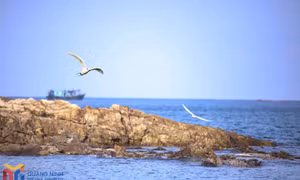 Hon Chim - a mesmerizing attraction on Co To island 