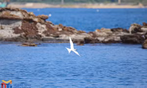 Hon Chim - a mesmerizing attraction on Co To island