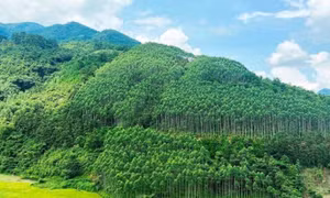 Việt Nam capable of earning revenue from carbon credit trade