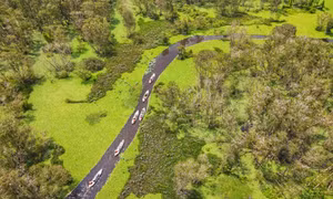Restoration of wetland forest ecosystems