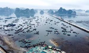 The morning bustle of Bến Do fish market