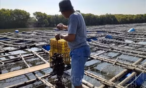 Việt Nam, Japan boost cooperation in oyster production chains