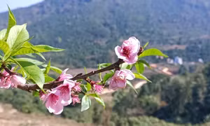 Dao people in Binh Lieu enjoy early Tet