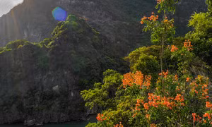 Bong moc – A Red Book plant of Ha Long Bay's World Heritage Site