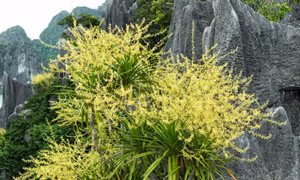 Golden dragon trees paint Ha Long Bay's limestone cliffs