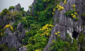 Dragon trees in full bloom on Ha Long Bay
