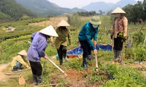 Quảng Ninh's Ba Chẽ District overachieves goals for timber forest growing