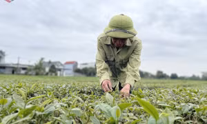 Quang Ninh elevates OCOP products
