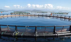 Quảng Ninh attracts investors to marine aquaculture