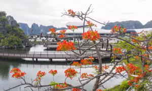 Summer flowers brighten up Ha Long city