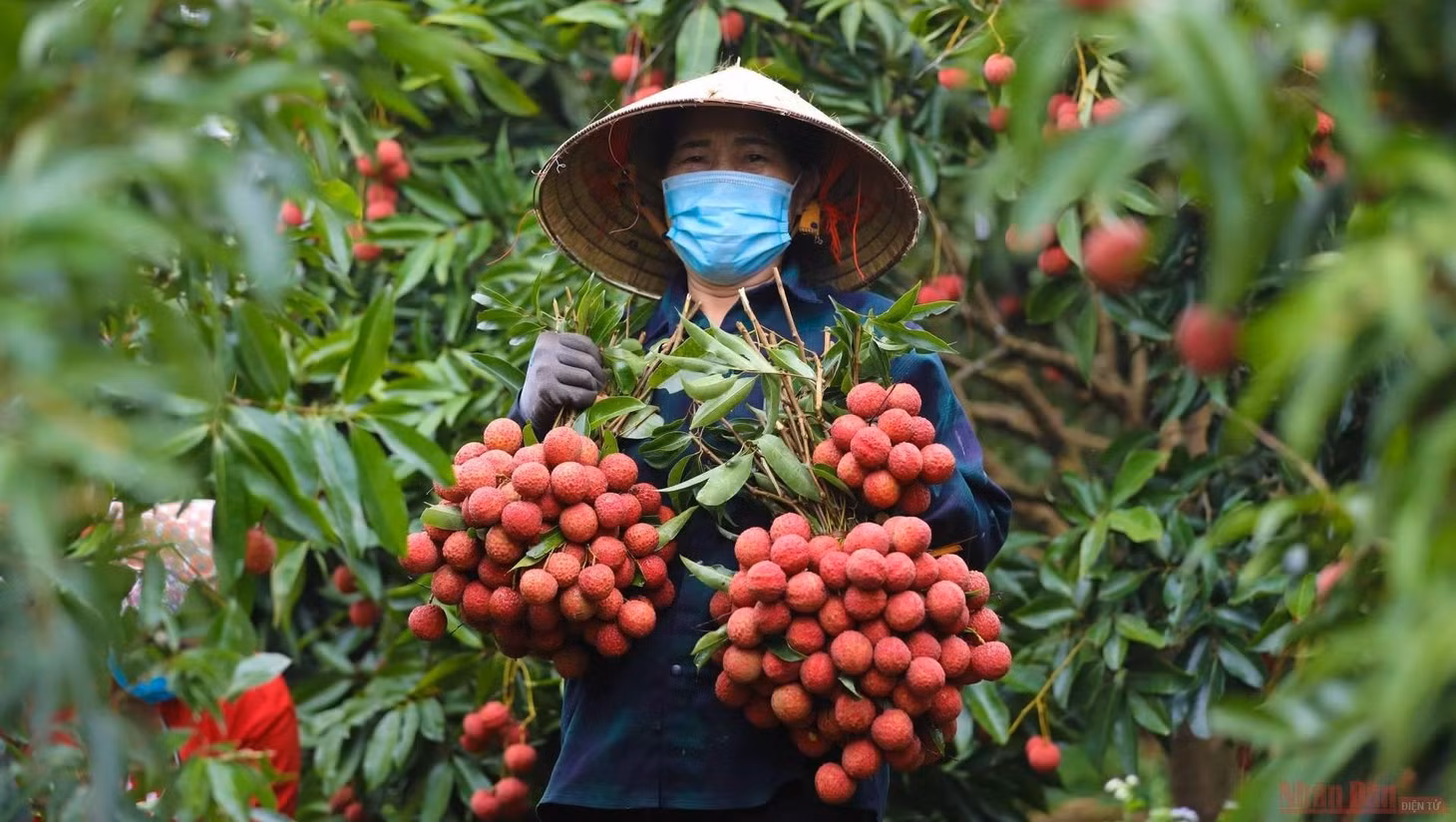 A farmer harvests lychees in Bac Giang Province.