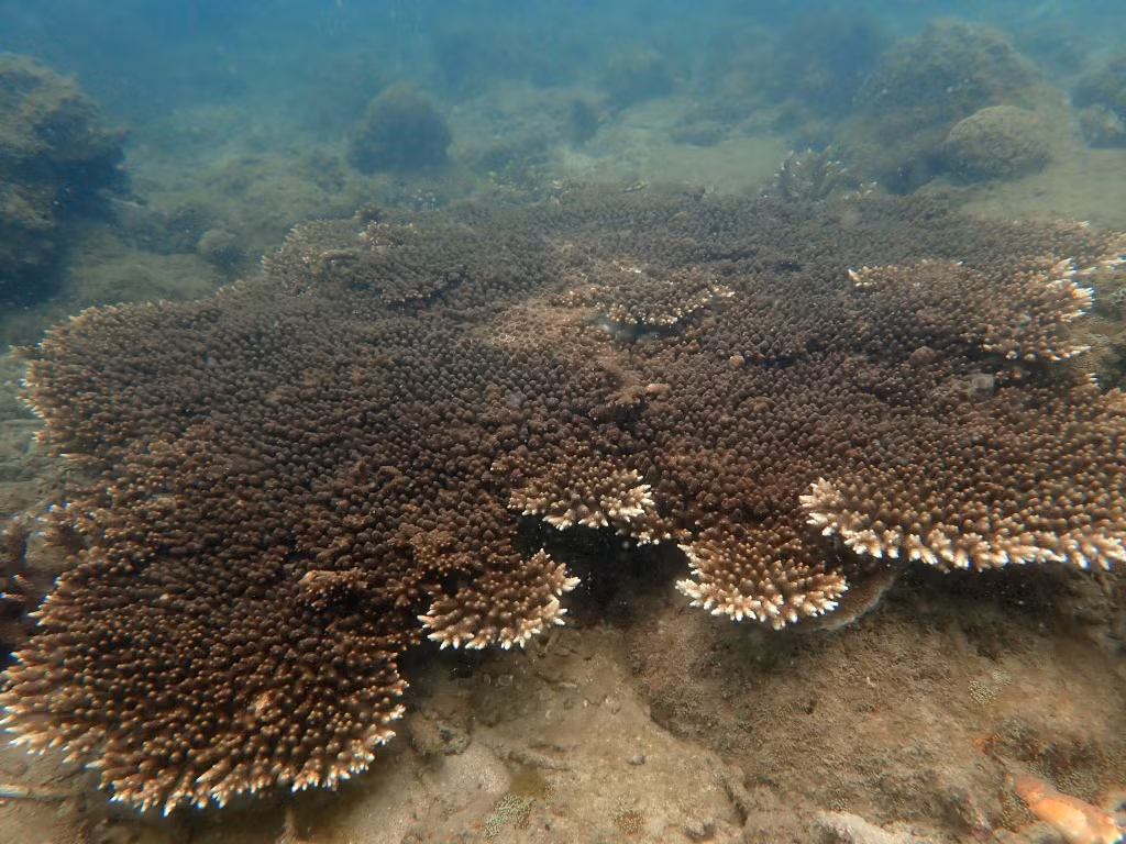 The marine area of Quang Ninh has rare coral species listed in the Red Book of Vietnam and on the way to recovery.
