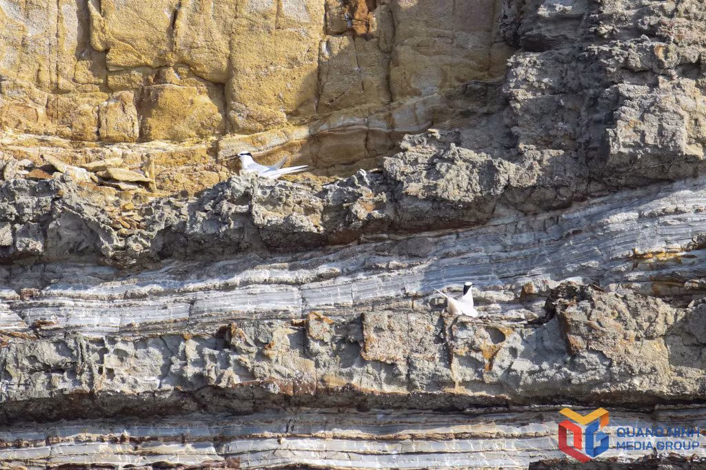Seagulls nest on the cliffs of the island.