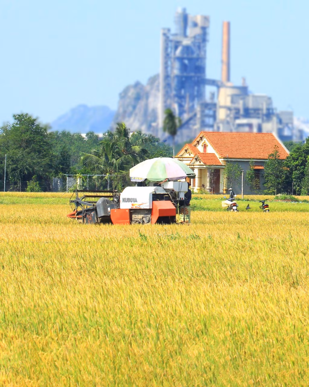 Ở những chân ruộng cho phép đưa máy vào