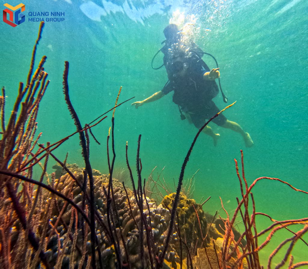 It’s great to visit Thanh Lan island and partake in coral reef diving activties which is scheduled to launch for the first time in Co To and the north of Vietnam.