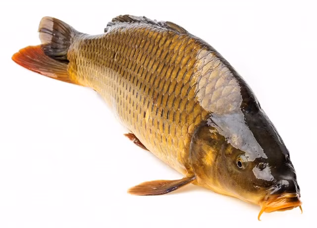 Apart from other fish, cooks in the north prefer carp to cook the dish with sour bamboo. Photo truongptdtntthptdienbiendong.edu.vn