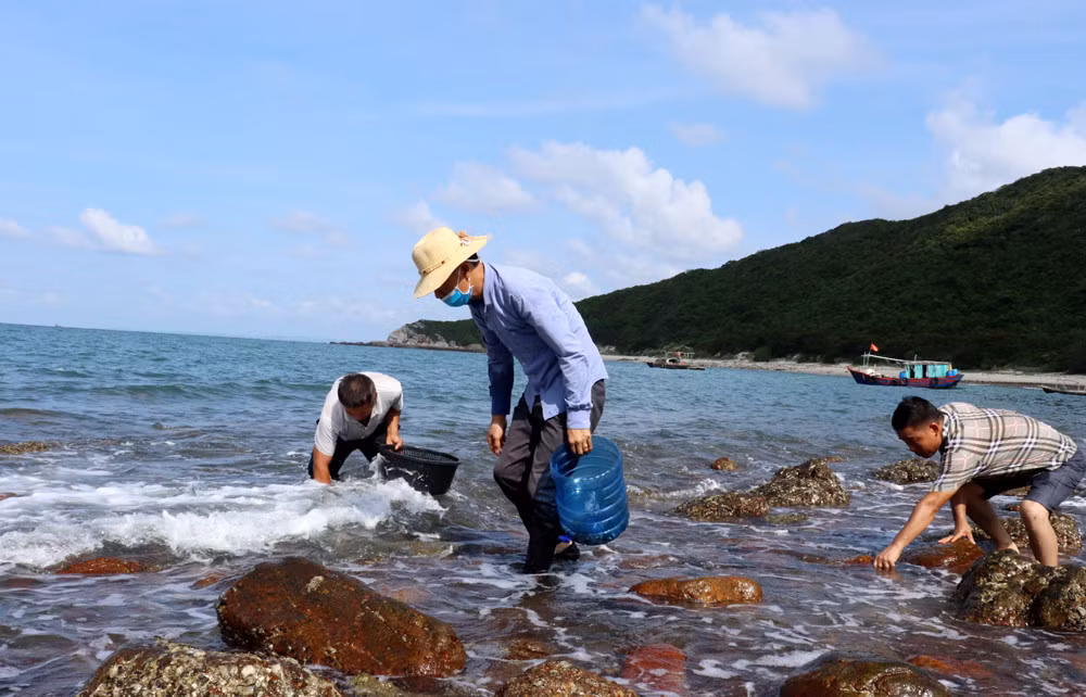 Residents collect snails at Phuong Hoang rapids - one of the places considered the "golden beach" on Ngoc Vung island.