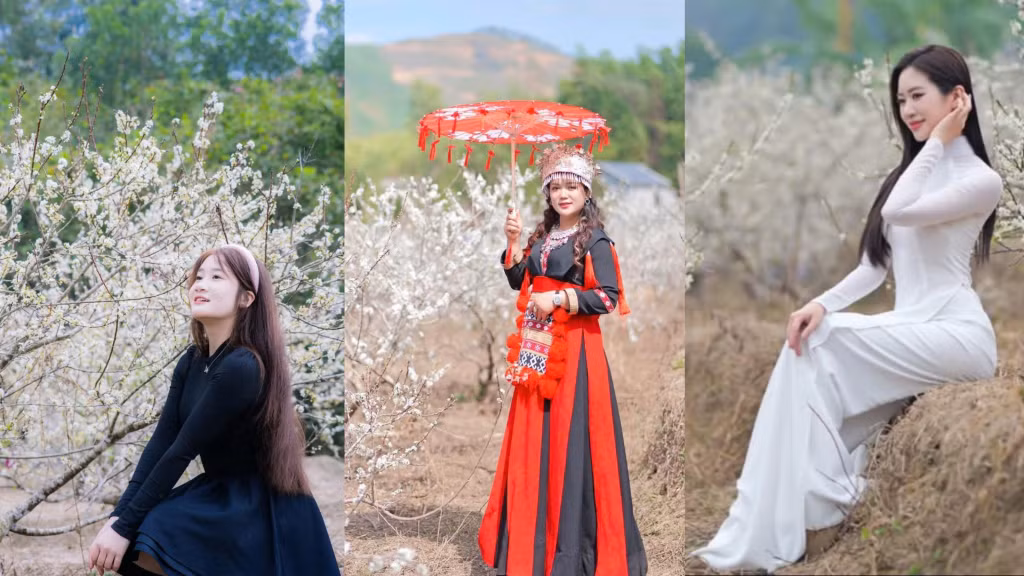 The Binh Lieu plum garden is a favorite setting for photography enthusiasts. Photo: Homestay Hoang San.