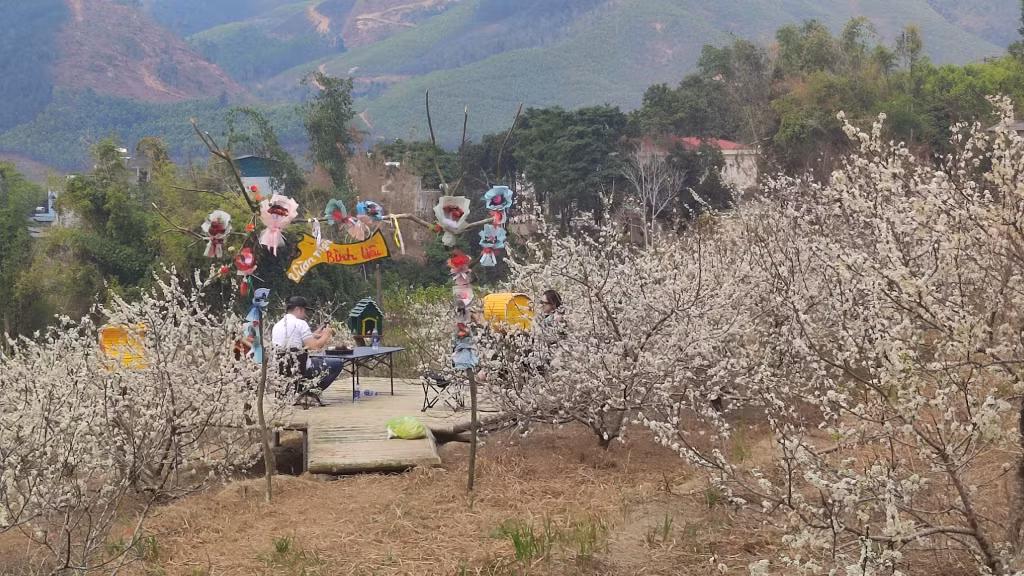 At the plum garden in Hoanh Mo commune