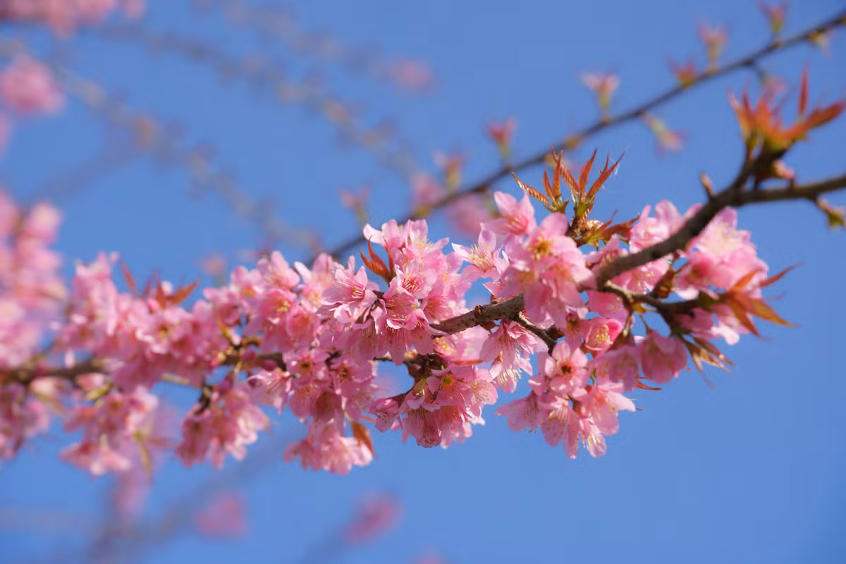 A photographer's journey to Sa Pa's cherry blossoms