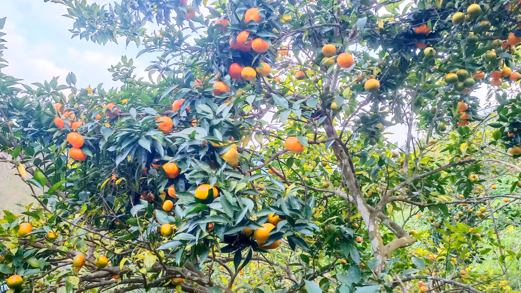 This is the time of the year where orange gardens in Van Don district’s Van Yen commune are full of juicy oranges hanging on trees ready to be picked.