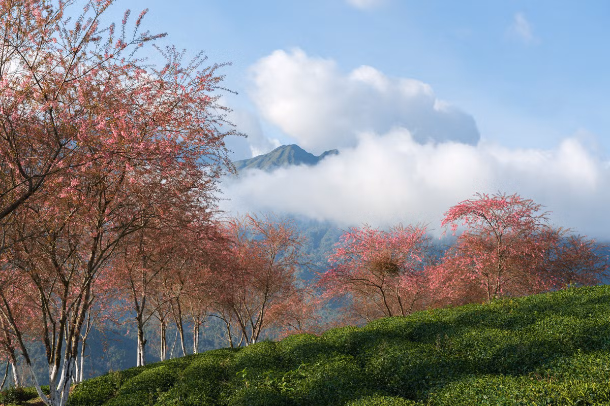 A photographer's journey to Sa Pa's cherry blossoms