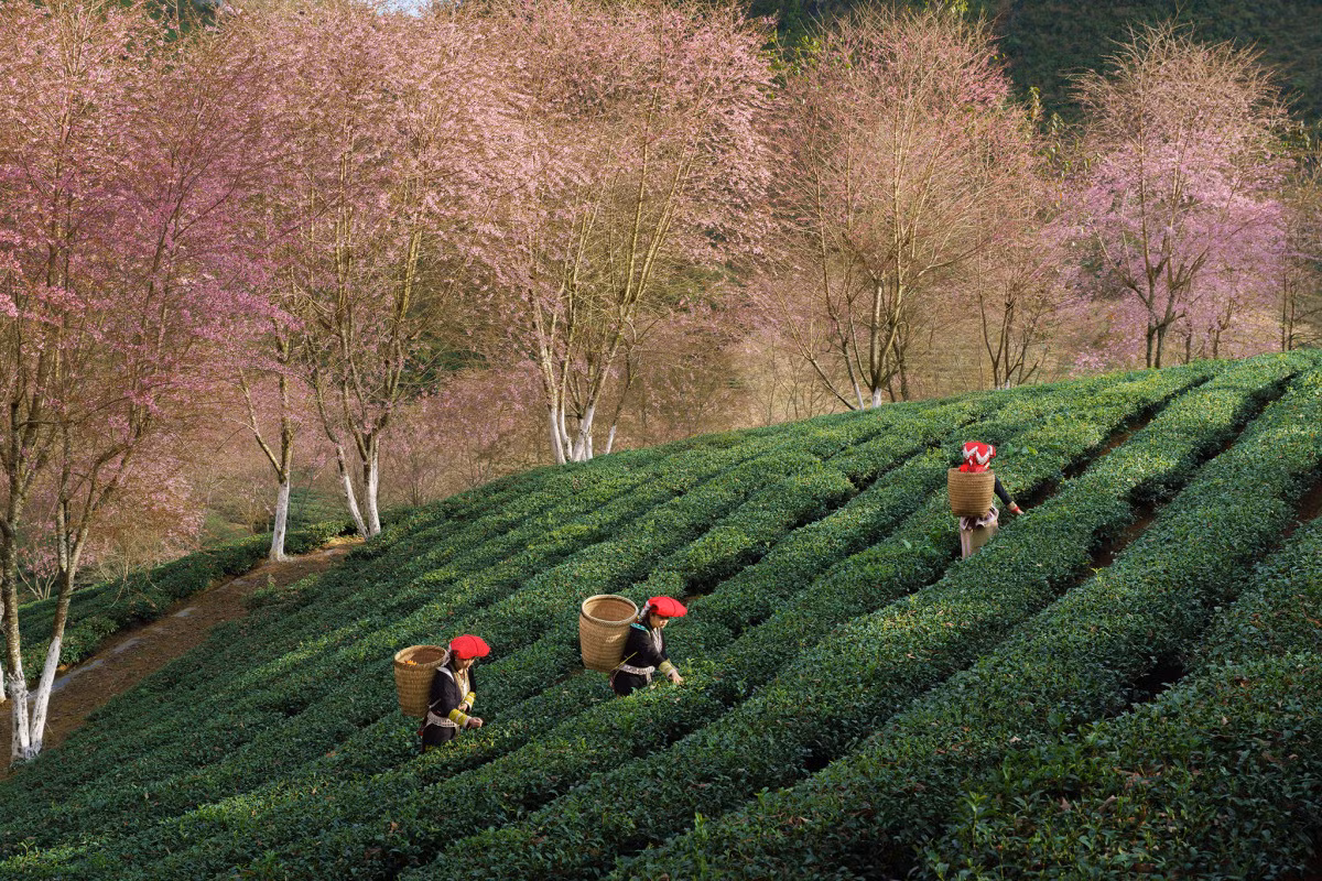 A photographer's journey to Sa Pa's cherry blossoms