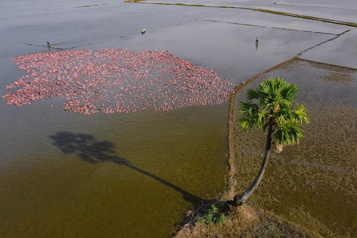 Mekong Delta province exudes charm amid annual flooding season