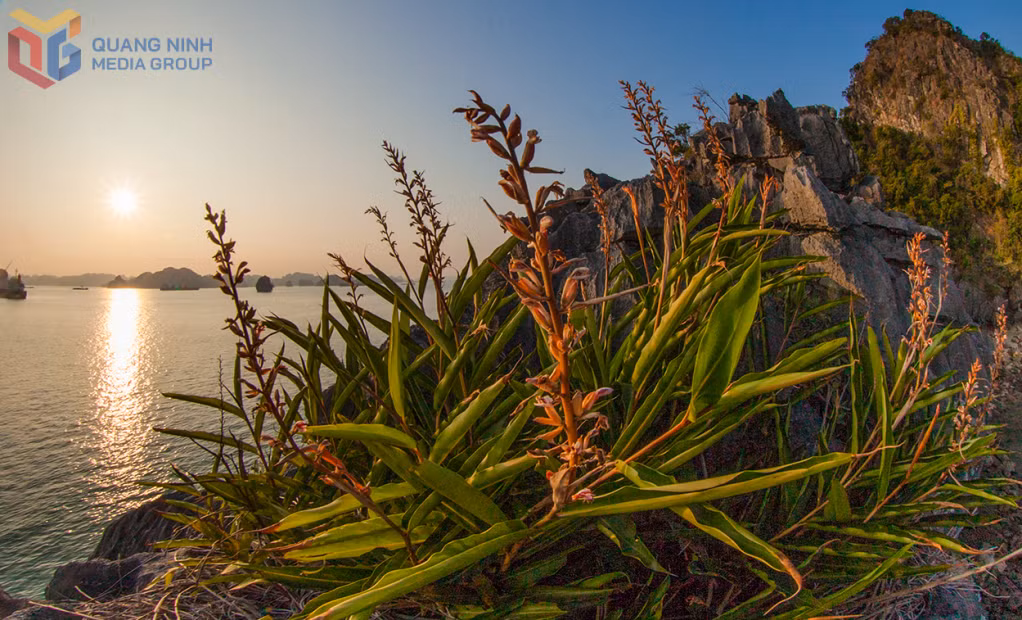 Alpinia galanga, one of Ha Long Bay’s endemic plant speciesa, in bloom, adding vibrant colors to the World Natural Heritage site.