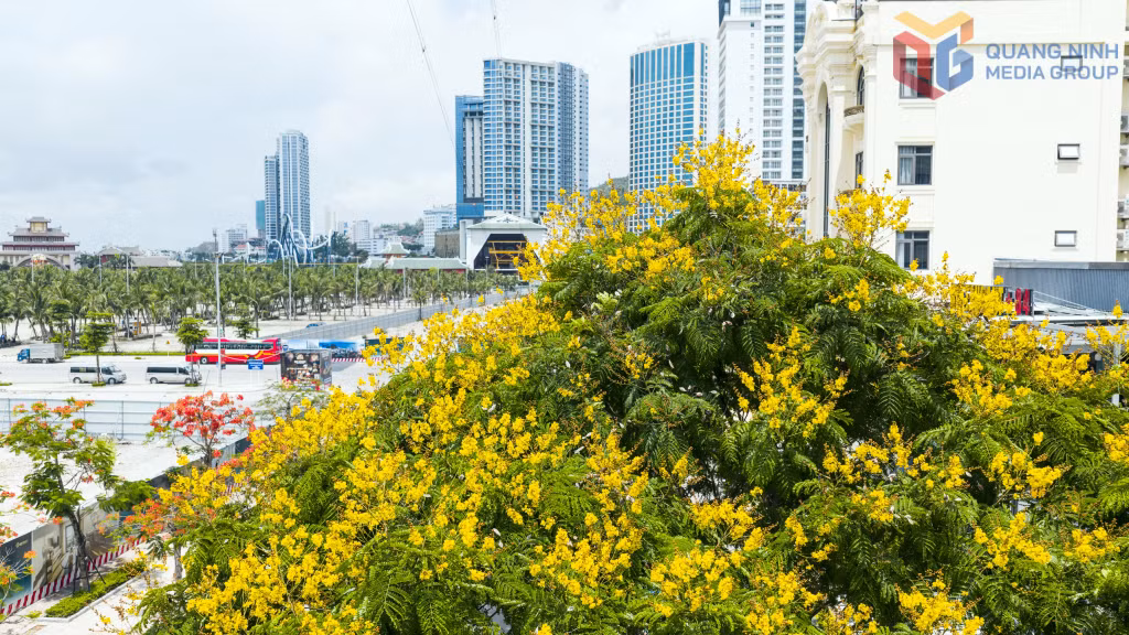 Yellow poinciana trees are in full bloom, adding vibrant accents and a refreshing touchto the urban landscape.