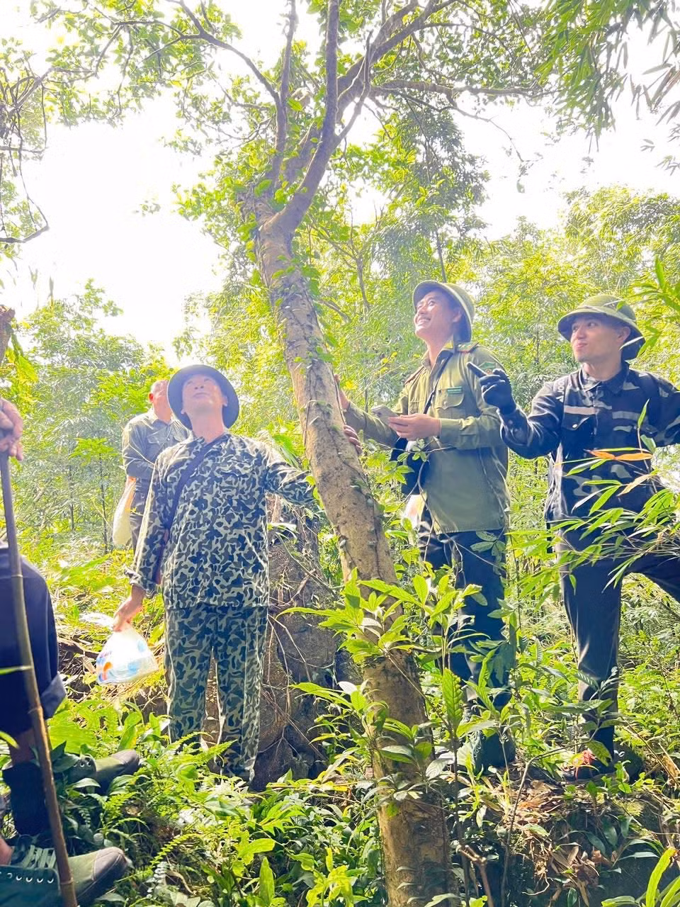 A survey team discovered three ancient tea trees, each estimated to be several hundred years old, in the Quang Nam Chau Conservation Area in Duong Hoa Commune. Photo: Duong Hoa Commune Service Supply Center.