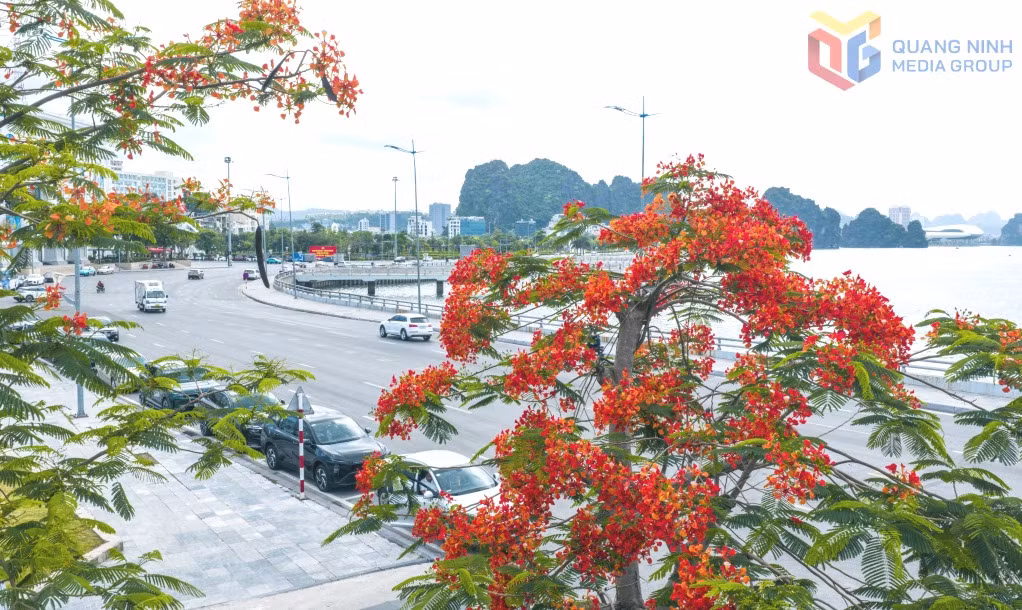  Tran Quoc Nghien coastal ring road with the vibrant red blossoms of flamboyant trees.
